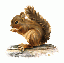 Esquirol 1 | Ardilla 1 | Squirrel 1. Digital: Adobe Photoshop