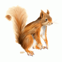 Esquirol 3 | Ardilla 3 | Squirrel3 . Digital: Adobe Photoshop