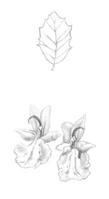 Fulla d'alzina i flors de Romaní (apunts) | Hoja de encina y flor de Romero (apuntes) | Oak leaf and Rosemary flowers (sketches)