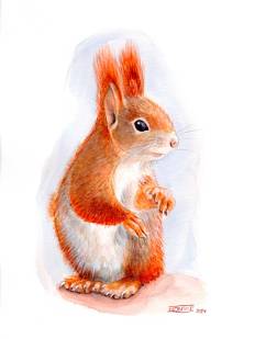 Esquirol | Ardilla | Squirrel (Sciurus vulgaris)
