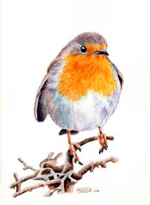 Pit-roig | Petirrojo | European Robin (Erithacus rubecula)