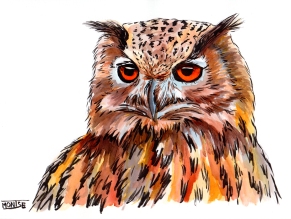 Duc | Búho real | Eurasian eagle-owl