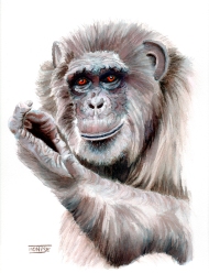 Tico (ximpanzé | chimpancé | chimpanzee)